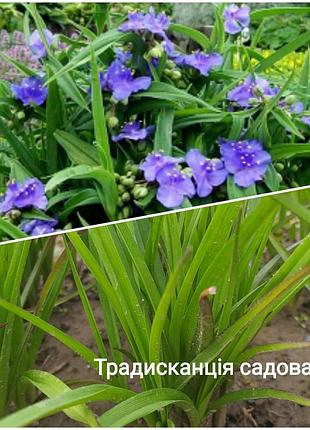 Традисканция садовая 2