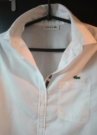 Рубашка белая классика lacoste xs-s