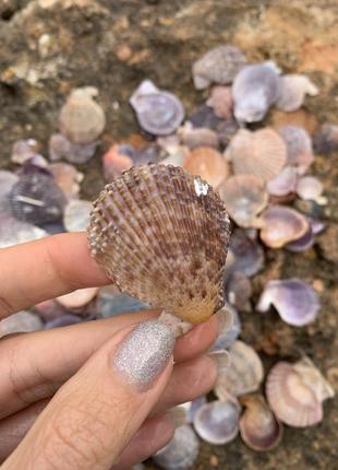 Мушлі виду гребінці (pectinidae) для декору та творчості