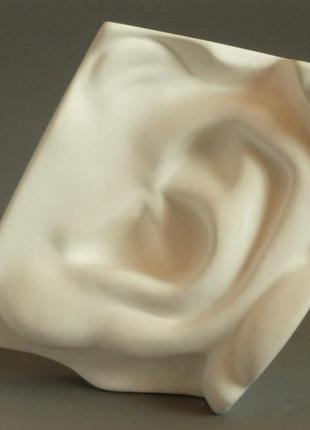 Гипсовая модель ухо давида для рисунка в классе изо, 23х16х10 см1 фото