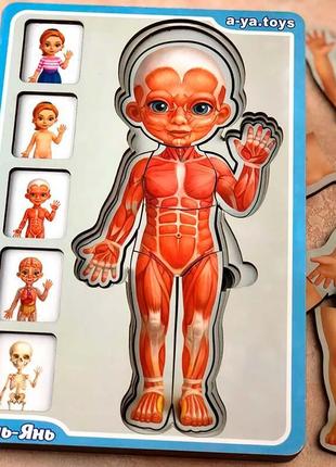 Сортер-пазл "анатомия человека – девочка" многослойный деревянный псф025