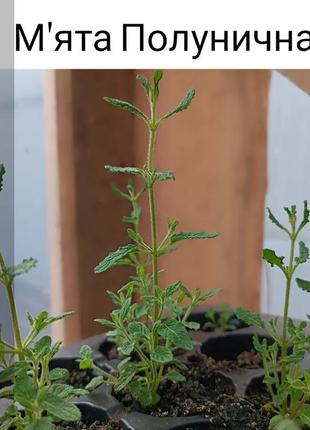 Мята клубничная (mentha spicata almira) низкорослая мята с клубничным ароматом.