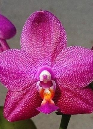 Орхидея фаленопсис, ember, азиатская