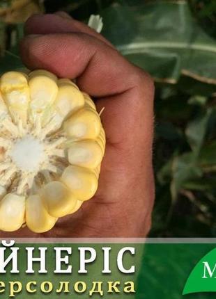 Цукрова кукурудза дейнерис f1, sh2-тип, 1000 насіння на 1.5 сотки, 65-68 днів, ультраранній