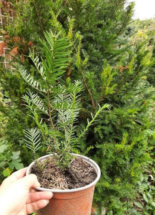 Вічнозелене дерево-довгожитель тис гострокінцевий (taxus cuspidata)