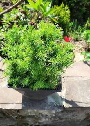 Ель канадская коника / picea glauca conica  с3л.