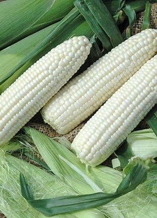 Монблан f1  молочно-біле зерно,  середньостиглий 75–77 дн  4000шт.