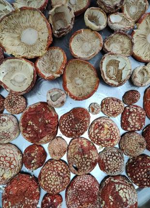Продам грибы сушеные amanita muscaria премиум, шапки отборные.