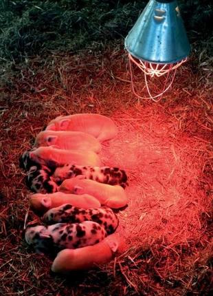 Инфракрасная лампа икзк 150 ватт r95 е27 220 в