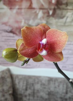 Орхидея horng ling exotica