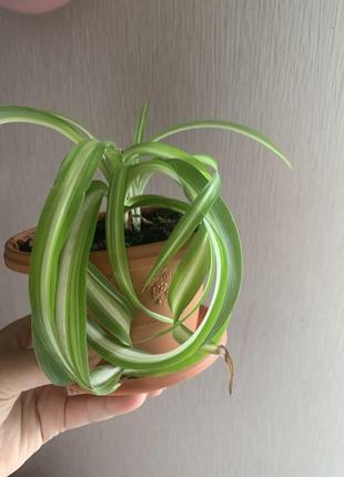 Хлорофитум бонни