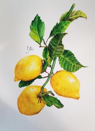 Картина акварель 24х31 см ветка с лимонами
