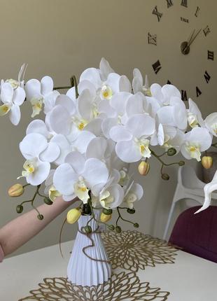 Орхидея латексная