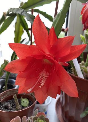Эпифилум красный.