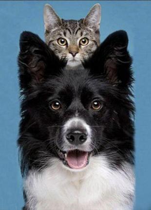 Алмазна мозаїка "кіт і пес" 30х40 см