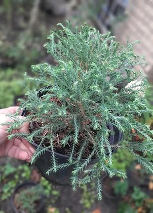 Туя західна рейнголд / thuja occidentalis rheingold, с 3л, 3-х  років