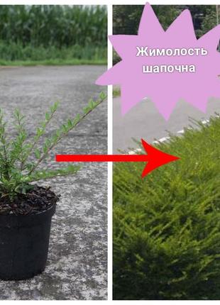 Жимолость шапочна