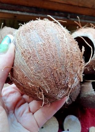 Кокос, скорлупа кокоса для декора, в аквариум6 фото