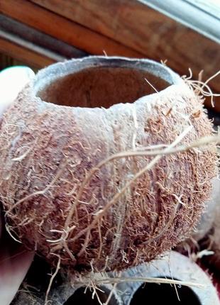 Кокос, скорлупа кокоса для декора, в аквариум2 фото