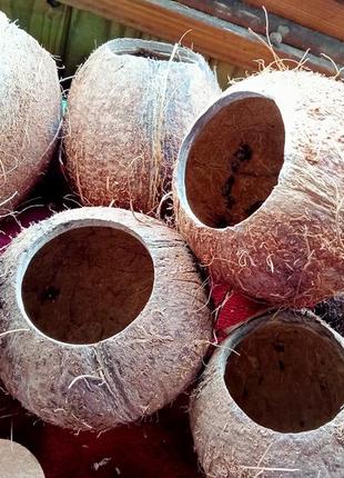 Кокос, скорлупа кокоса для декора, в аквариум