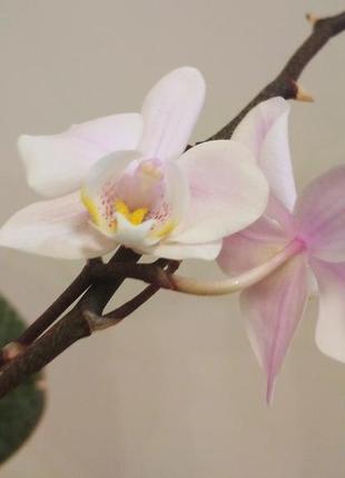 Орхидея фаленопсис, бело-розовая мультифлора