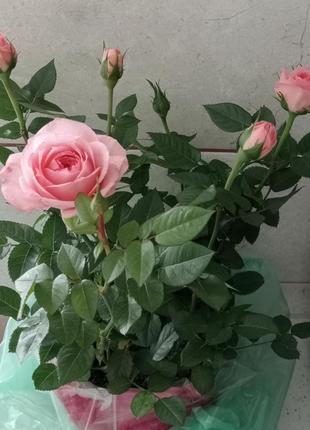 Троянда кімнатна,роза ароматна