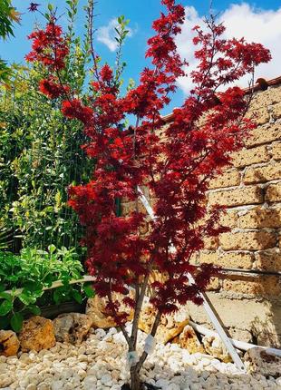 Клен японський "twombly’s red sentinal".
acer palmatum "twombly's red sentinel".