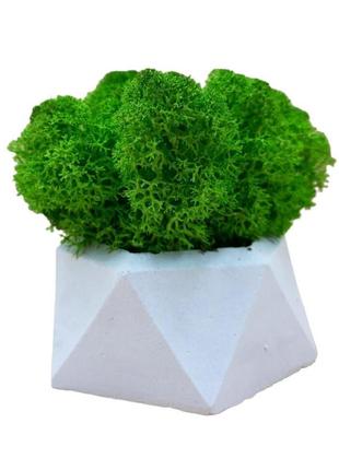 Гіпсове кашпо зі стабілізованим мохом кашпо з мохом декоративне кашпо