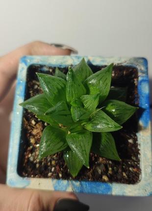 Хавортия haworthia суккулент комнатное растение