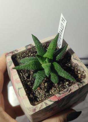 Хавортія енон haworthia enon у кашпо