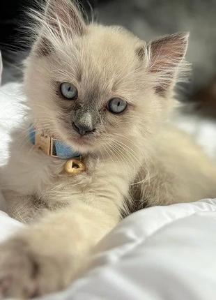 Бархатный ошейник для котика