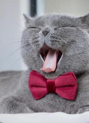 Ошейник для кота