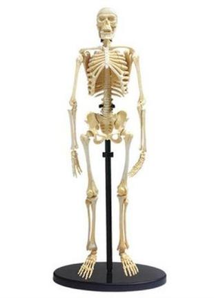 Набор для экспериментов edu-toys модель скелета человека сборная, 24 см (sk057)