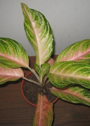 Аглаонема пінк панама доросла рослина