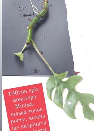 Монстера мініма зріз на кілька точок росту ароїдні рослини вазони