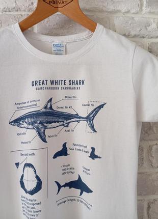 Футболка з акулою great white shark футболка