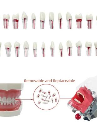 Комплект зубів для моделі з коренями для тренування, 28зубів