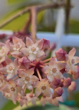 Хойя macrophylla, хойя макрофила альбомаргината, укоренённый черенок