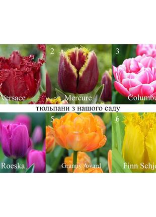 28 сортів тюльпани голандскі з нашого саду цибулини луковицы тюльпаны