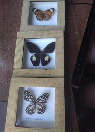 Картини з метеликами на підставці