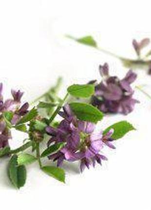 Люцерна регіна семена насіння магнічене