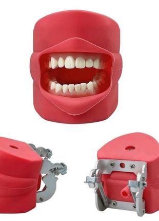 Тренировочная модель зубов со щеками
