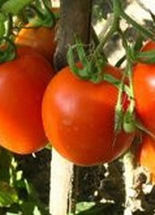 Семена томата "талан"