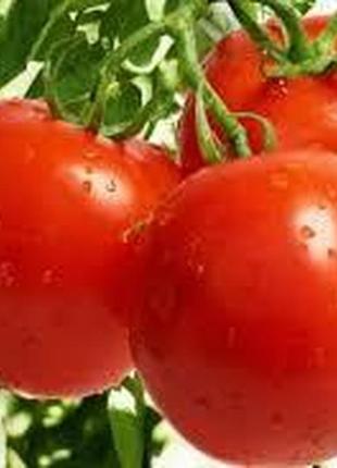 Семена томата "солярис"