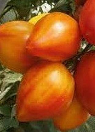 Семена томата иерусалим