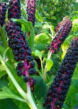 Семена "лаконос"