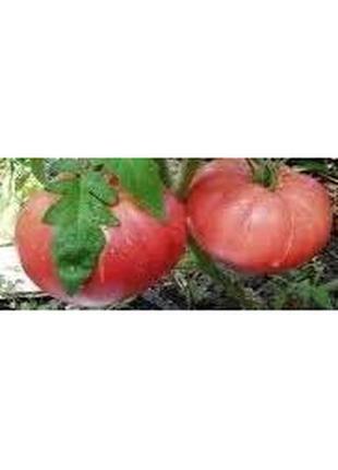 Семена томата "великий воин"