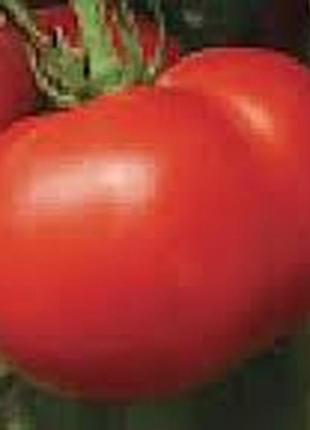 Семена томата "карапуз"