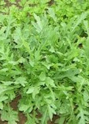 Семена "рукола"
