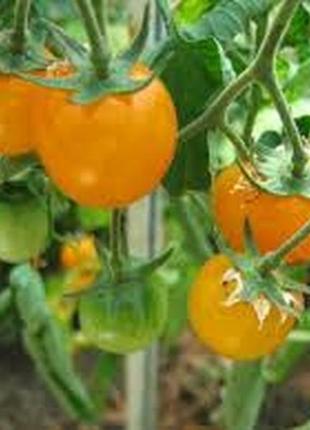 Семена томата "янтарь"